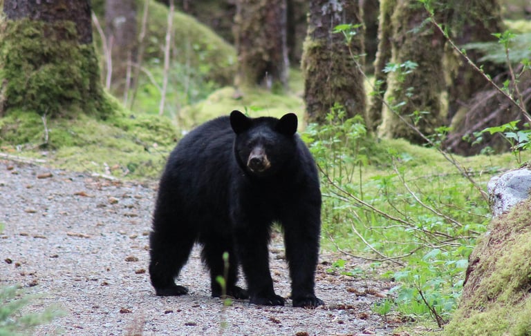 a black bear standing on a path in a forest