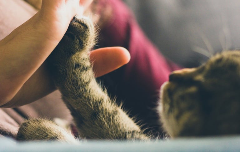 pourquoi la zoothérapie est elle bénéfique pour plusieurs personnes