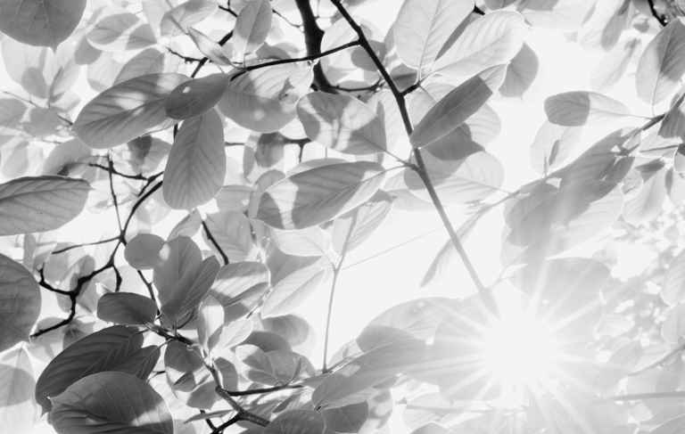 lincoln dog walking website