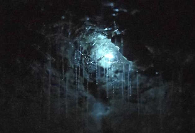 Glow worms in Tasmanian cave