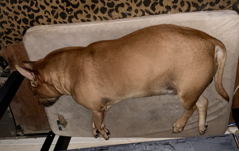 A brown Pitbull dog sleeping peacefully on a rectangular orthopedic pet bed.