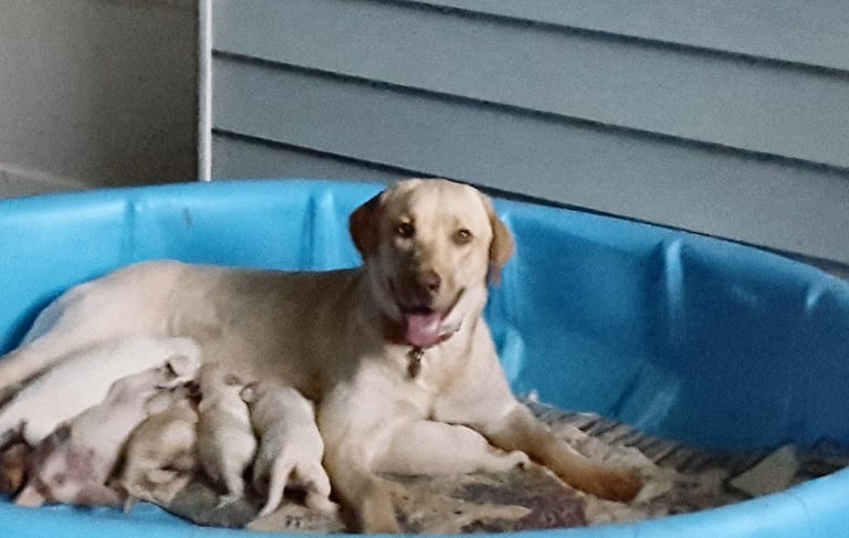 Honey and her first litter - 2019