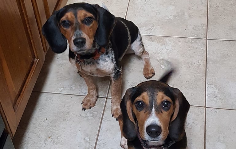 Lucy (on left) and Emma our AKC beagles.