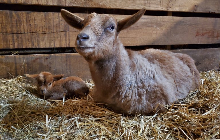 Fainting Goat Breeders PA