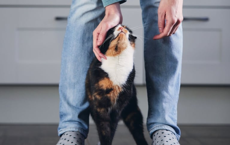 Black, orange and white cat being pet