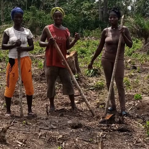 Processus de production de l'ananas bio à N’Zérékoré par l'entreprise NIMBA AGRO BUSINESS.