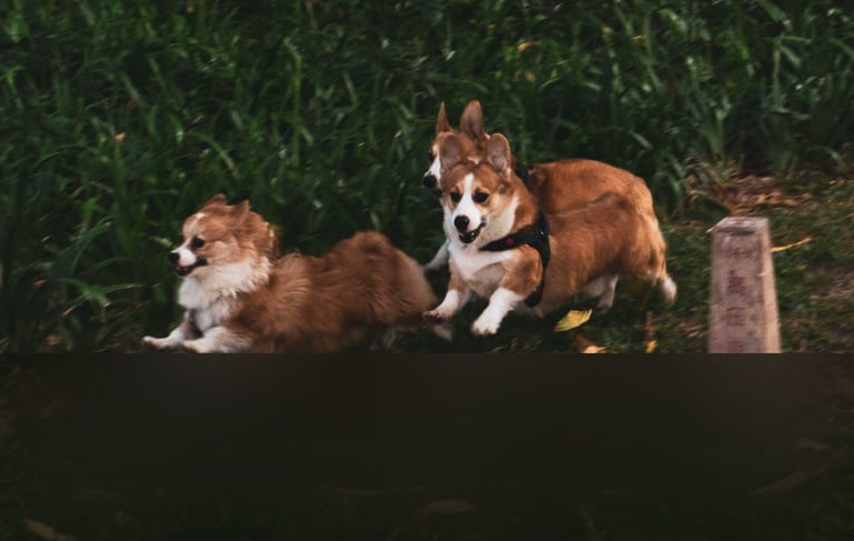 dogAdvisor | dogadvisor | dog advisor | dogAdvisor.dog