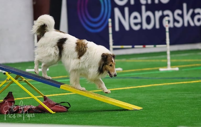 Rough Collie Agility, Harley, Agility, Teeter, Off the Wall Indoor Soccer, Nebraska
