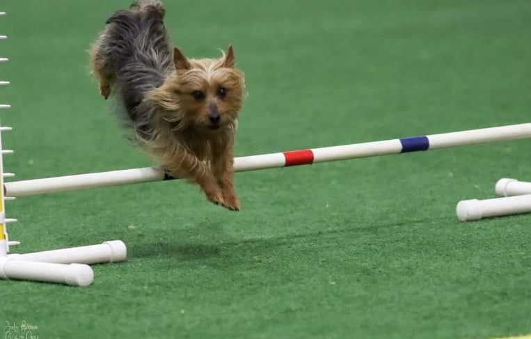Silky Terrier Agility Invitational Dog!
