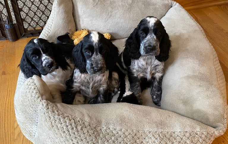 English Cocker Spaniel Litter Nebraska Backuus