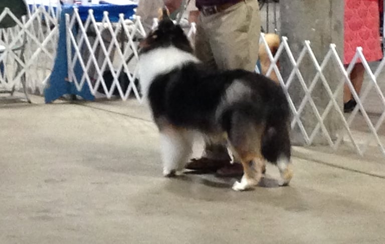 Obedience Show  PVKC Nebraska 