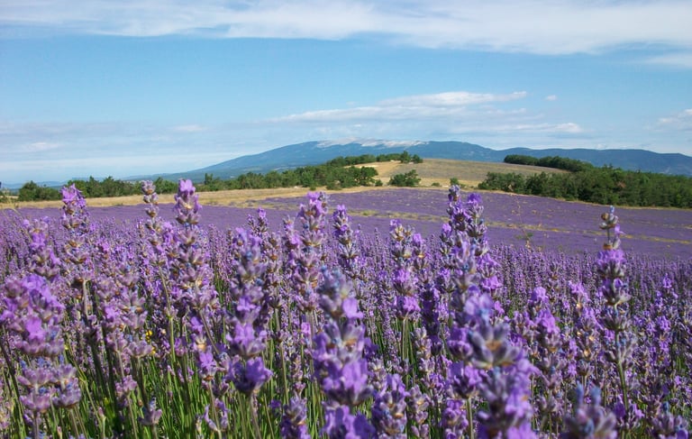 Champ de lavande Ventoux