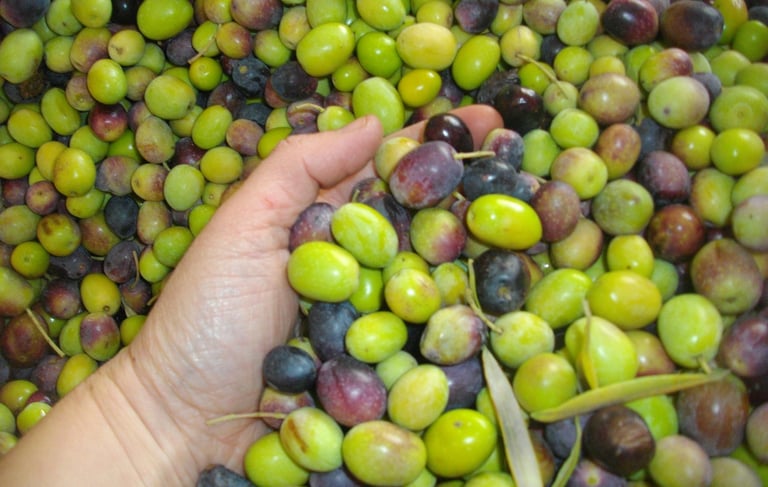 Olives vertes Aglandau moulin Saint Saturnin lès Apt