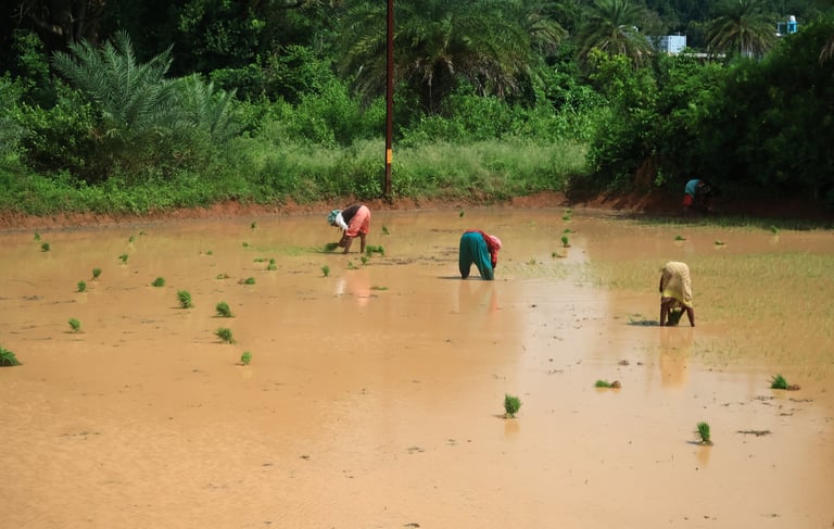 Odia women transplanting rice in a waterlogged field.