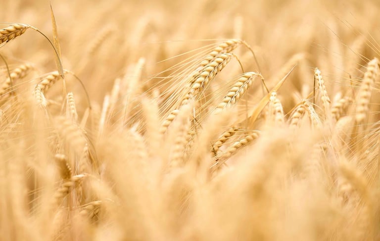 alimentae-generazione-goals-educazione-bologna-emilia-romagna
