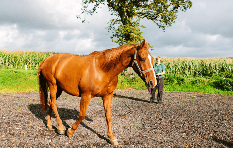 An owner lunging a horse during an assessment.