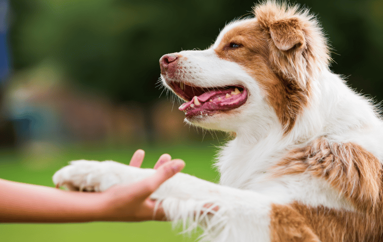 A dog giving paw.