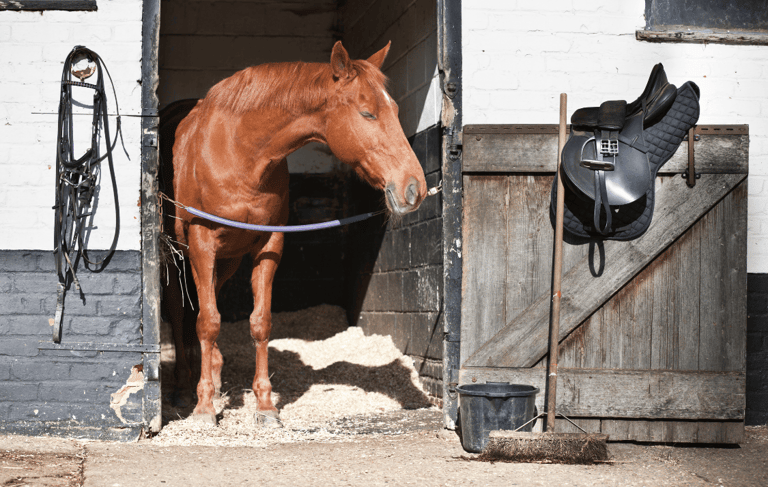 Horse standing in it's stable looking out at it's saddle hooked over the door.