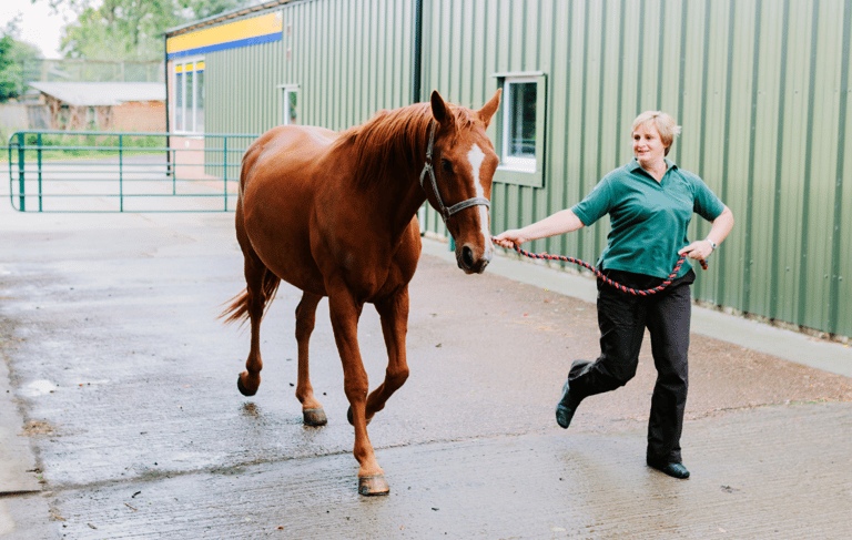 An owner trotting up a horse during an examination.