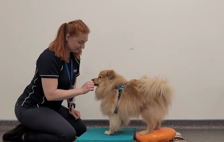Some advanced wobble cushion exercises for a dog being performed.