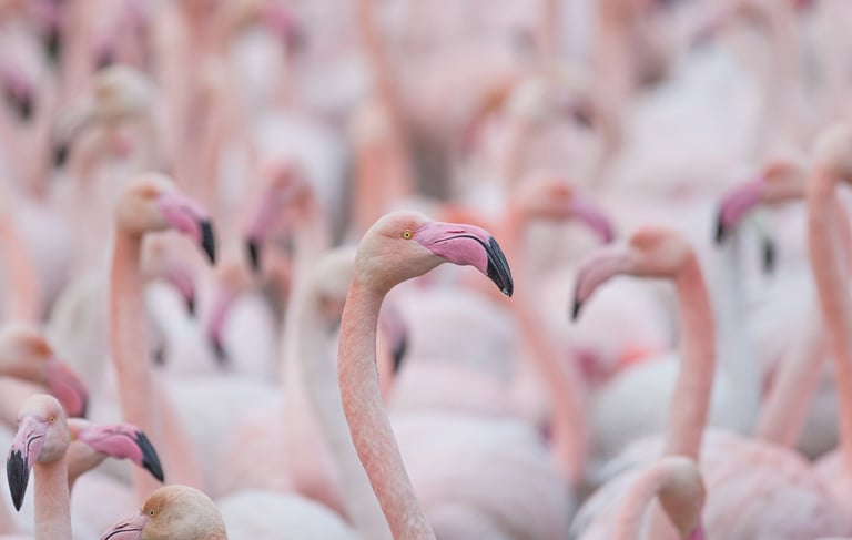 a large group of flamingos standing in a field