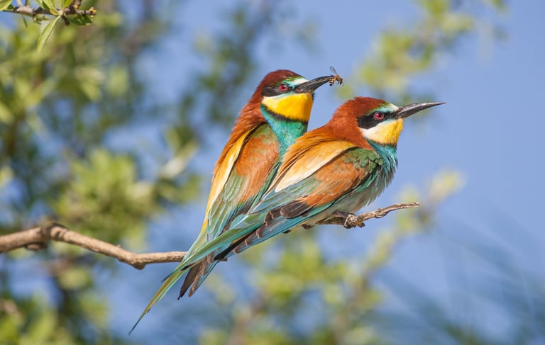 Two colorful European bee-eaters perched on a branch, one holding an insect in its beak.