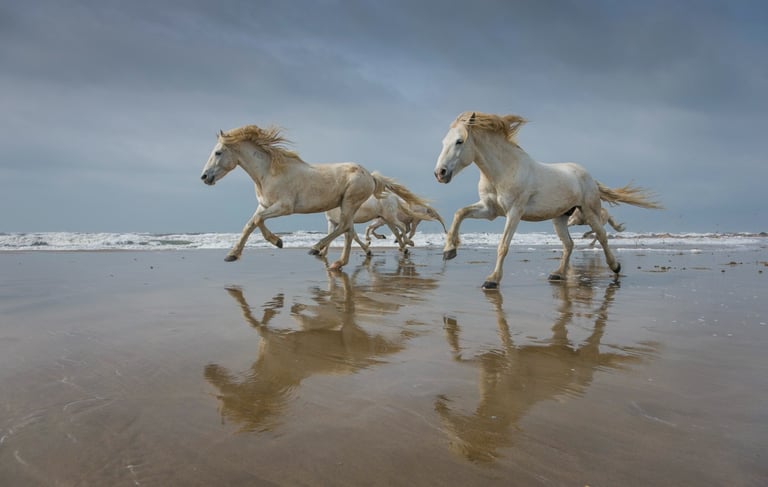 a group of horses running on the beach