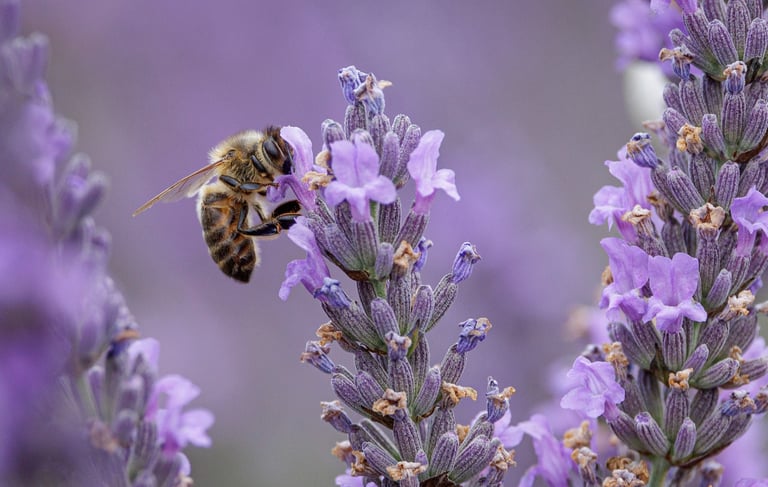 A honey bee pollinating a blooming purple lavender flower in a field.