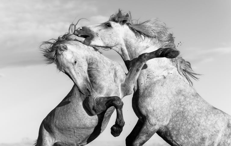 Black and white action shot of two wild stallions rearing up and fighting in a field.