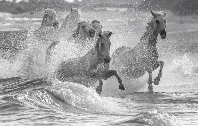 a group of horses running through the ocean