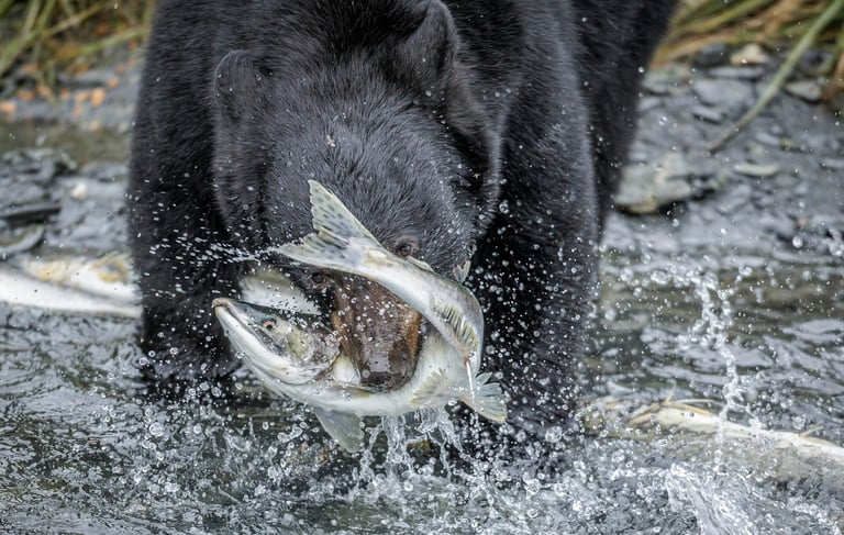 a black bear is holding a fish in its mouth