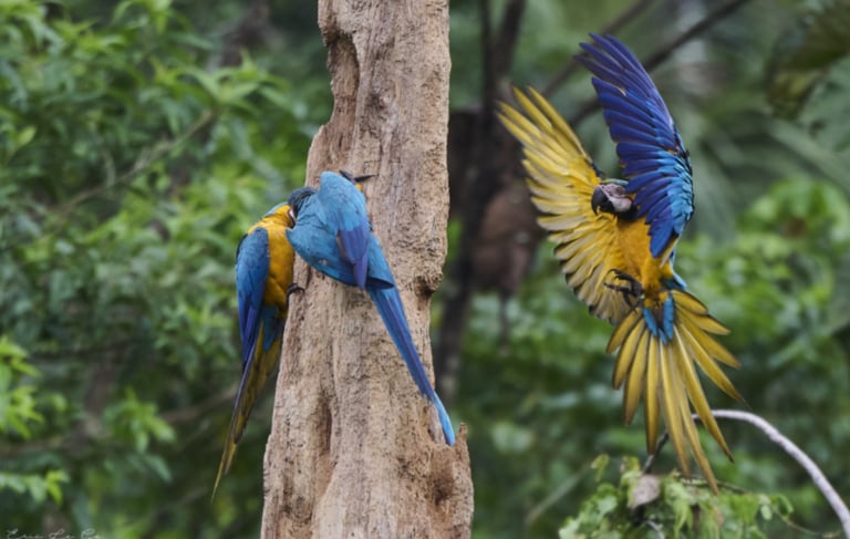 Blue-and-yellow macaws perched on a dead tree trunk and flying in a lush tropical rainforest.