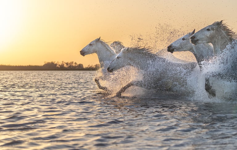 a group of horses running through the water
