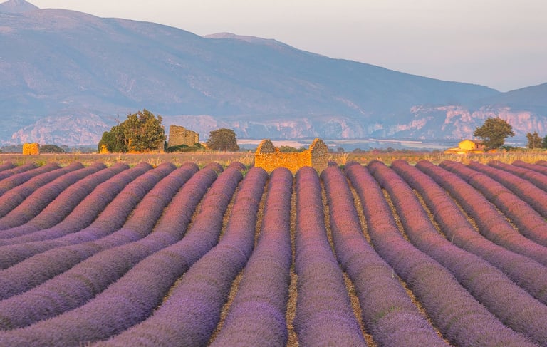 Rows of blooming purple lavender fields in Provence with stone ruins and mountains at sunset.