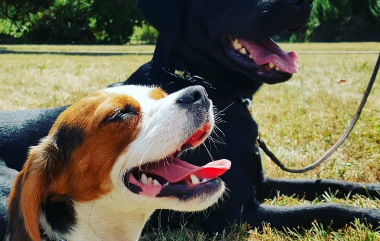 Beagle and black Labrador relaxing at Dynamic K9 dog boarding in Tampa, FL.