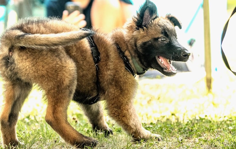 Belgian Malinois puppy in supervised tug play at Dynamic K9 dog boarding in Tampa, FL.