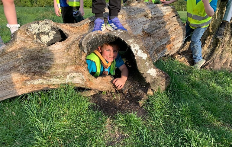 A Beaver hides in a log while on a trip with the 25th Allerton