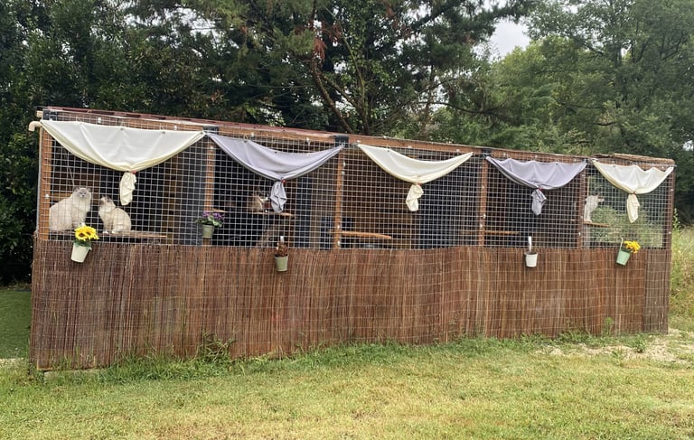 Chambres avec jardin de la pension pour chats Un Rêve de Chat