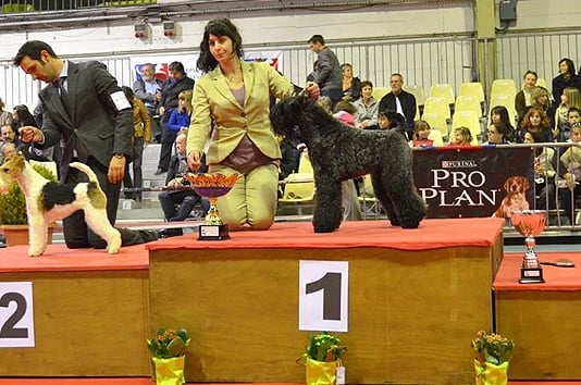 peluqueria canina exposición 