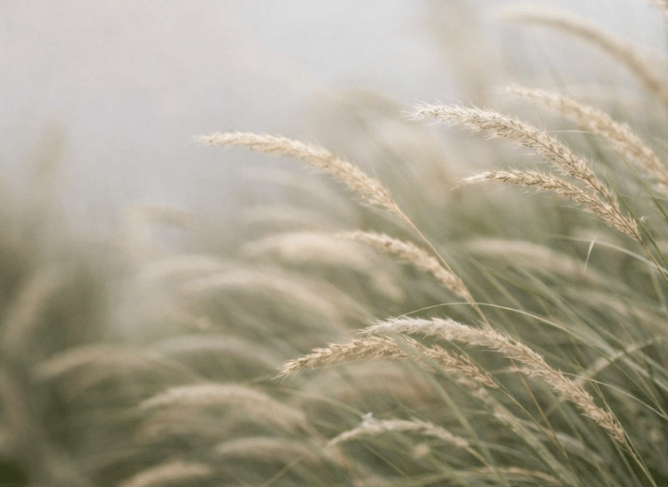 Kraštovaizdžio dizaino sprendiniai – dekoratyvinės žolės ir takas moderniame kieme