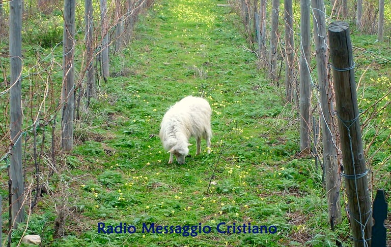 Agnello che bruca. Pecorella, Agnello, figura di Gesù che è il Sacrificio Perfetto