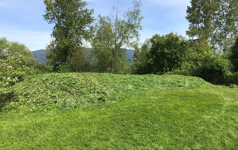a grassy knoll free of blackberries with trees in the background
