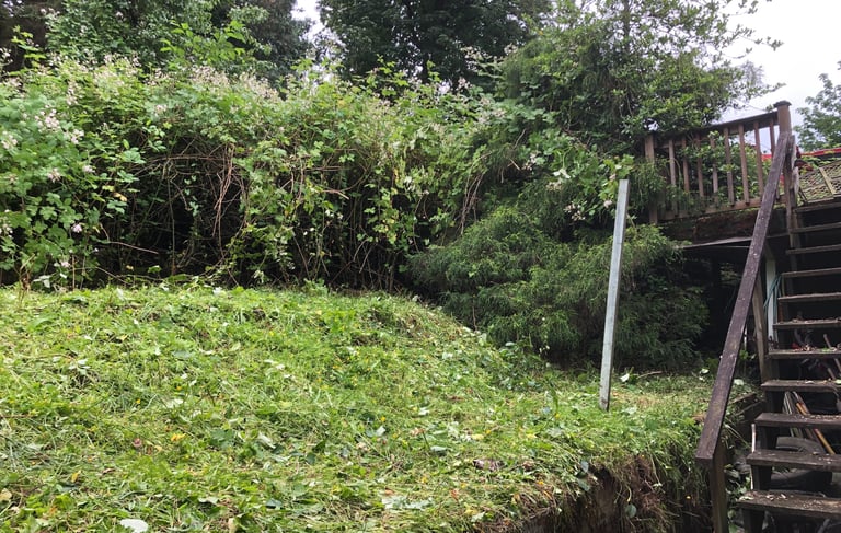 wooden stairs with blackberry bushes removed from in front but there are blackberries behind