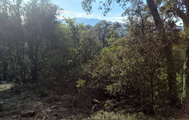 forêt de chênes verts
