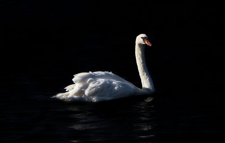 "Swan Lake" by Lucy Leonel