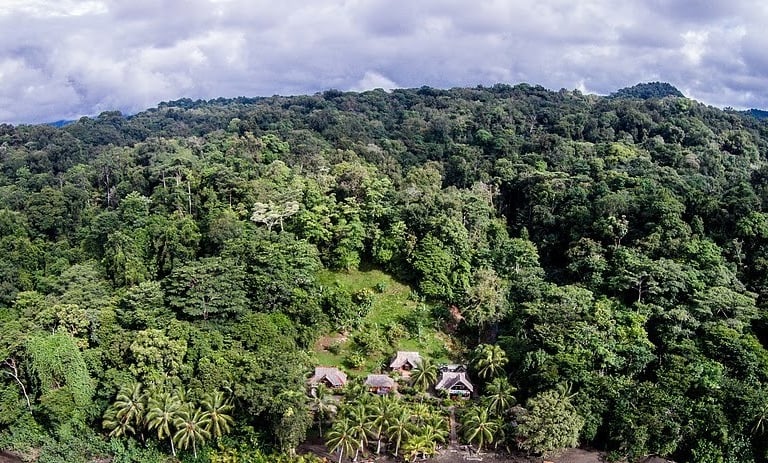 asesoría , diseños reforestación, reforestación regenerativa, regeneración ecosistemas permacultura