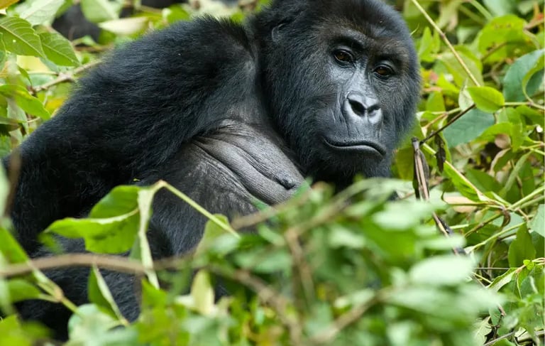 A mountain gorilla sits nestled among green leaves in its natural African jungle habitat.