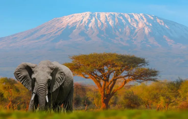 An African elephant stands in the savanna before the snow-capped peak of Mount Kilimanjaro.