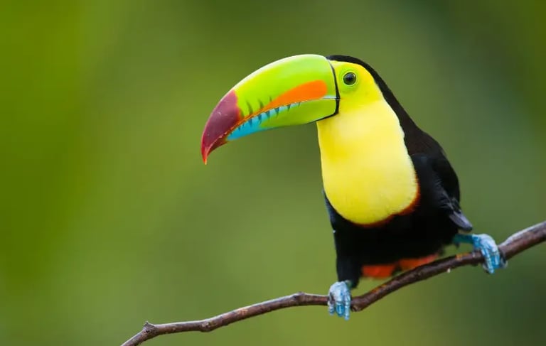 A Keel-billed toucan with a colorful rainbow beak perched on a branch in a tropical rainforest.