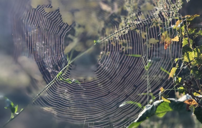 Pėsčiųjų žygis, voratinklis